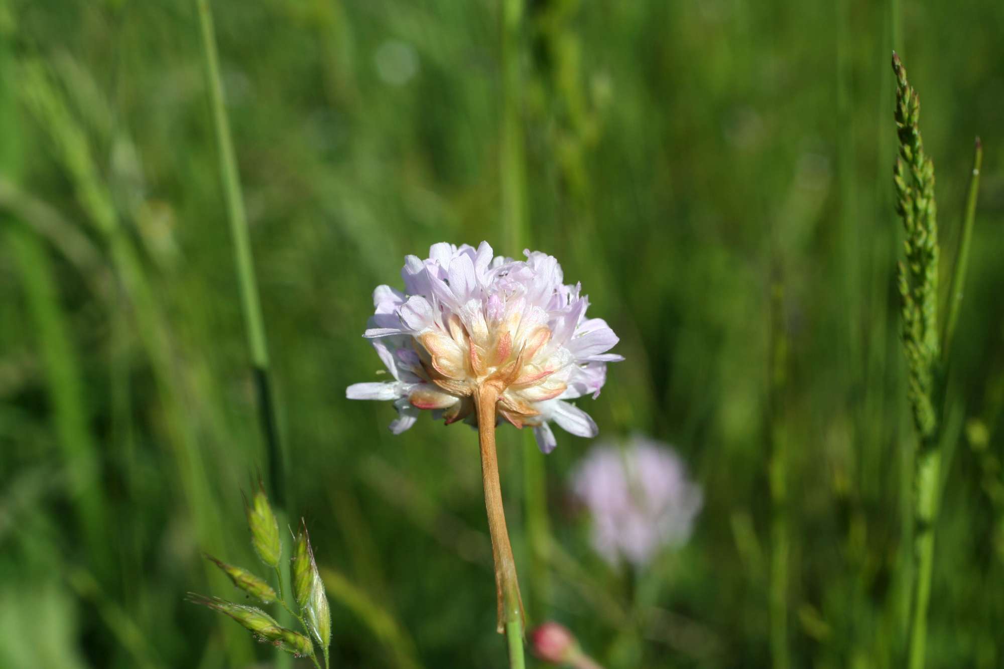 Da identificare 4 - Armeria sp.